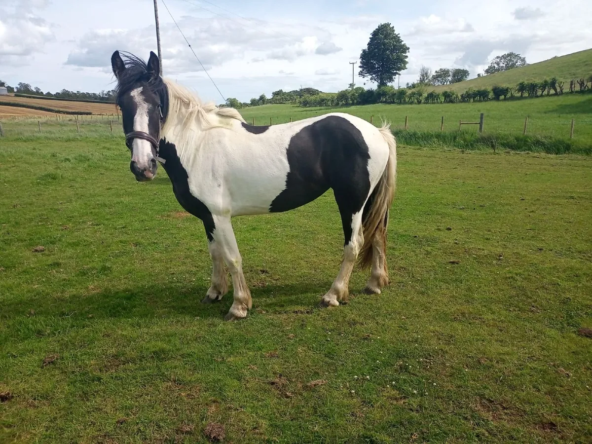 Cob X Shire Mare - Image 1