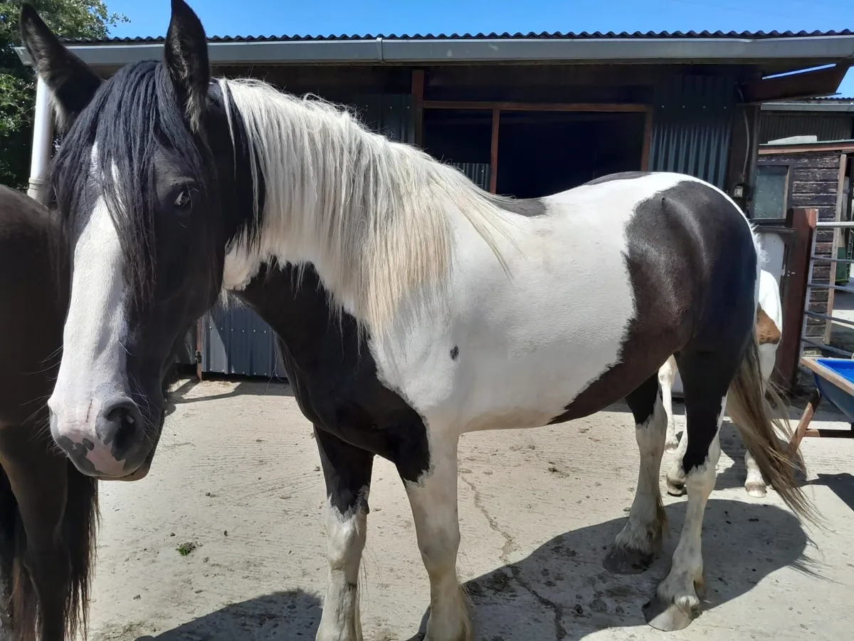 Cob X Shire Mare - Image 2