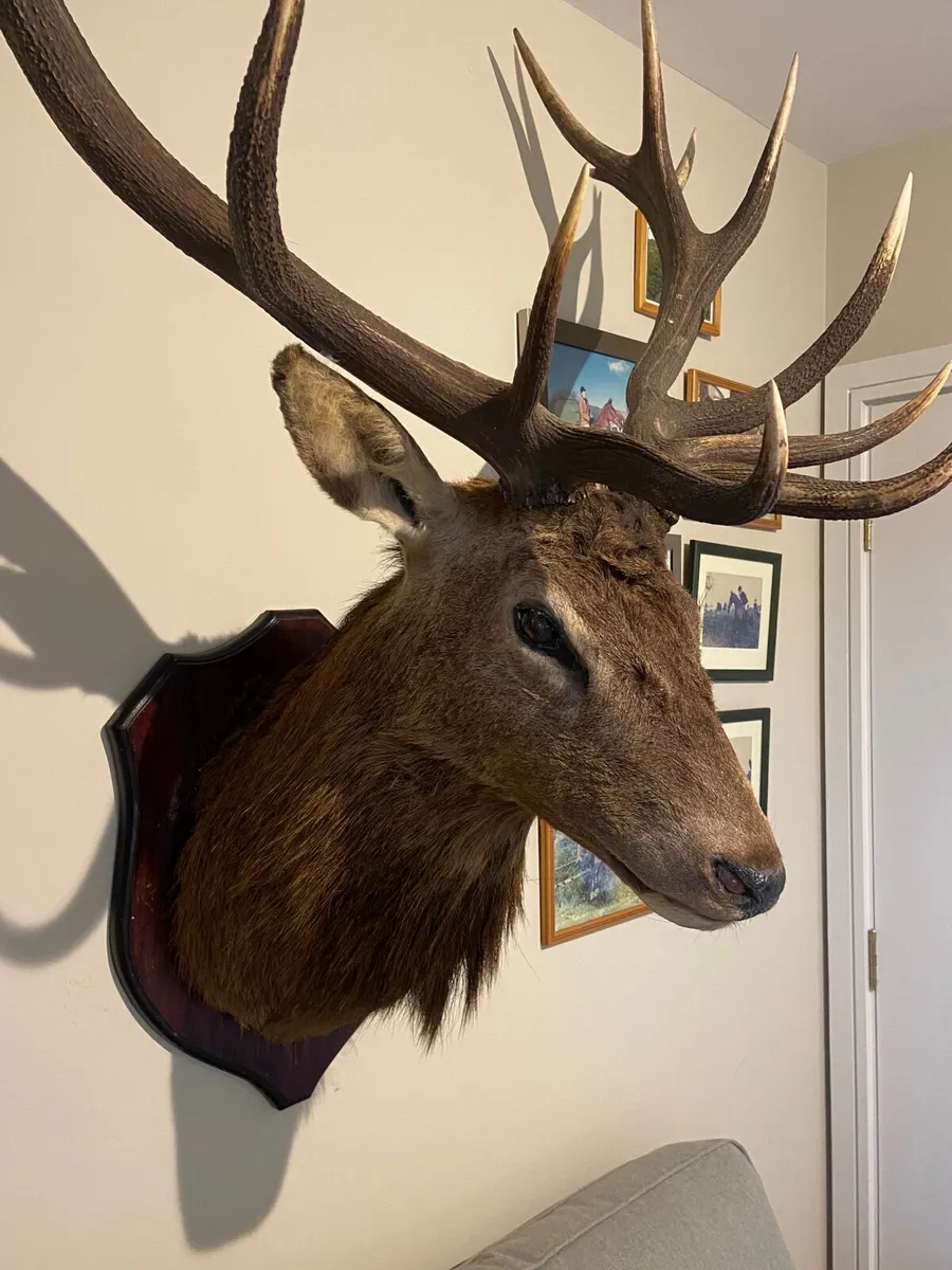 Mounted Red Stag - Image 3
