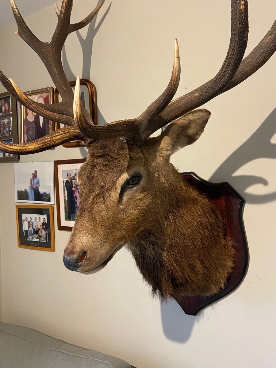 Mounted Red Stag - Image 4
