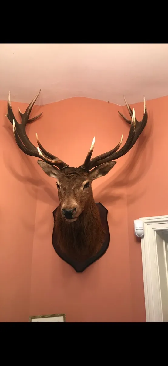 Mounted Red Stag - Image 1