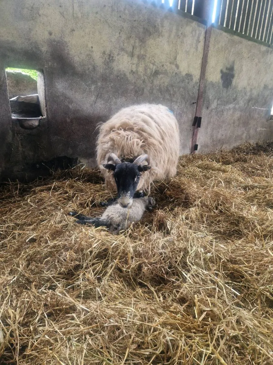 Foster ewe - Image 1