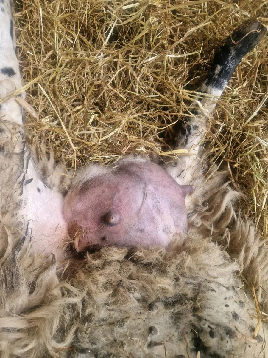 Foster ewe - Image 2