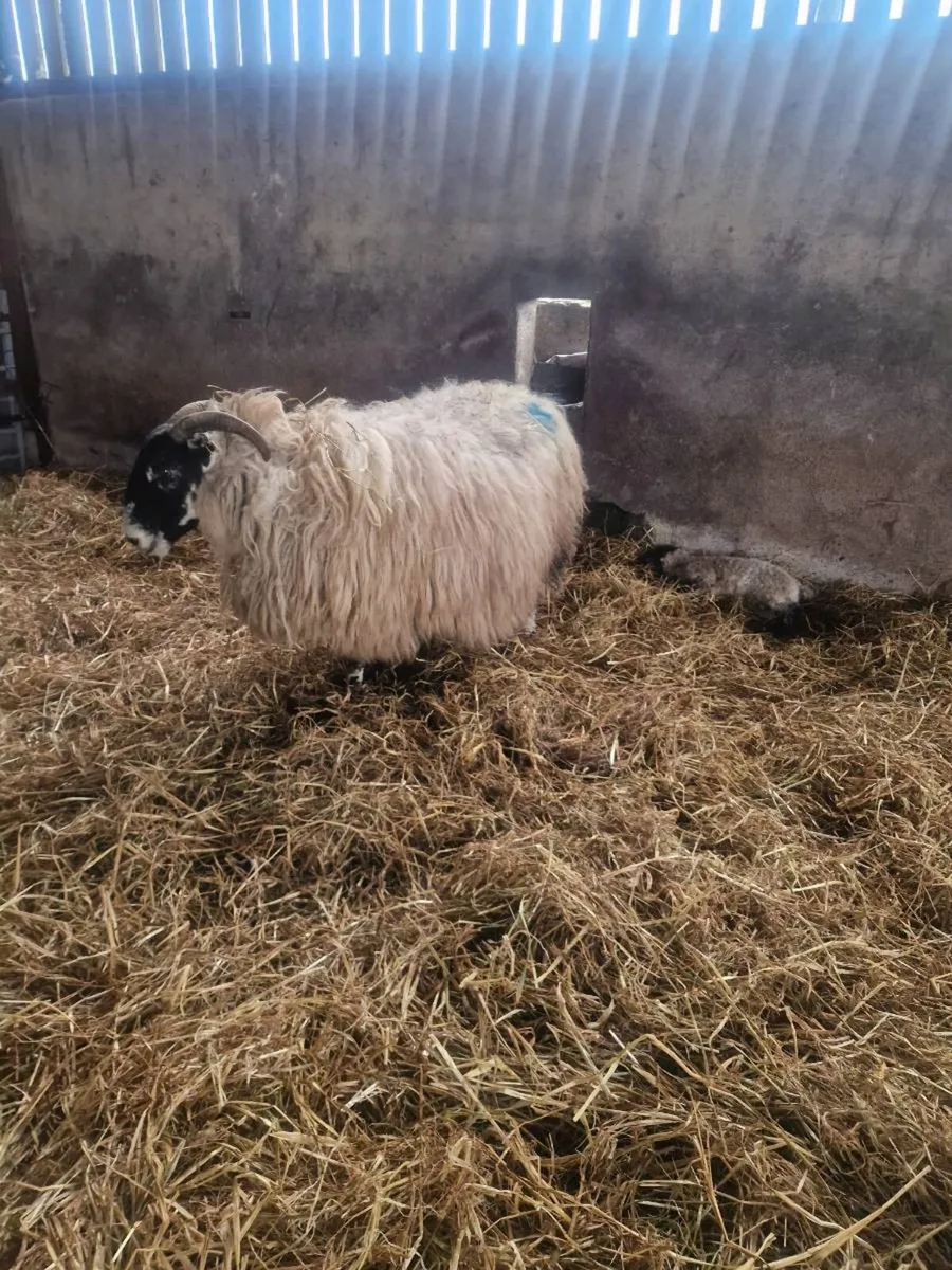 Foster ewe - Image 3