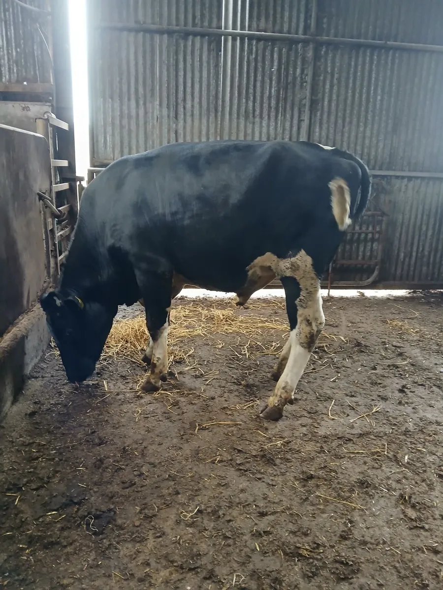 PBR Friesian Bull - Image 3