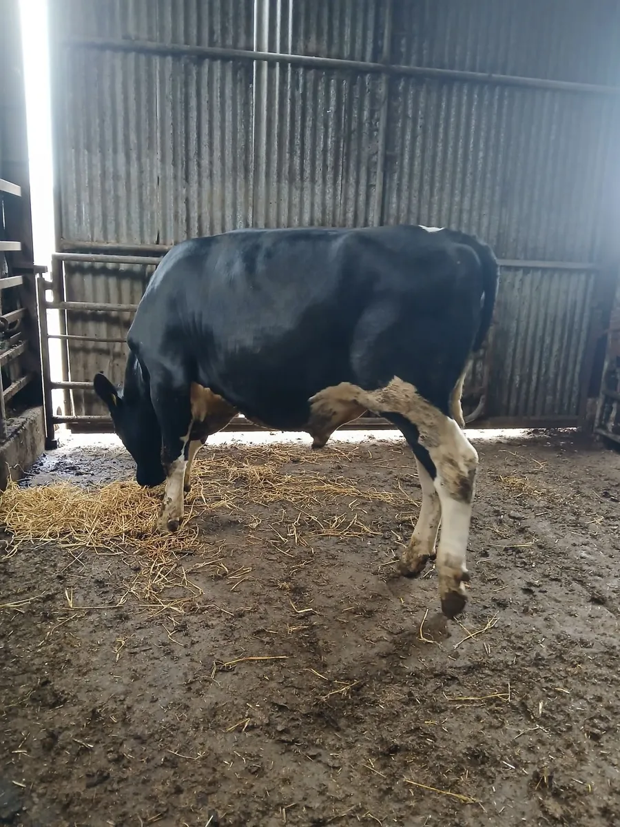 PBR Friesian Bull - Image 4