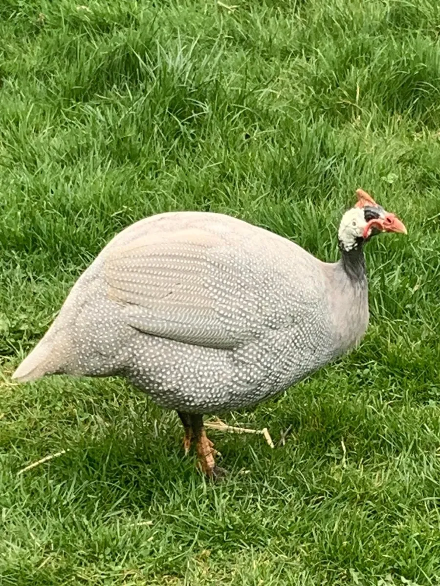 Guinea fowl - Image 1
