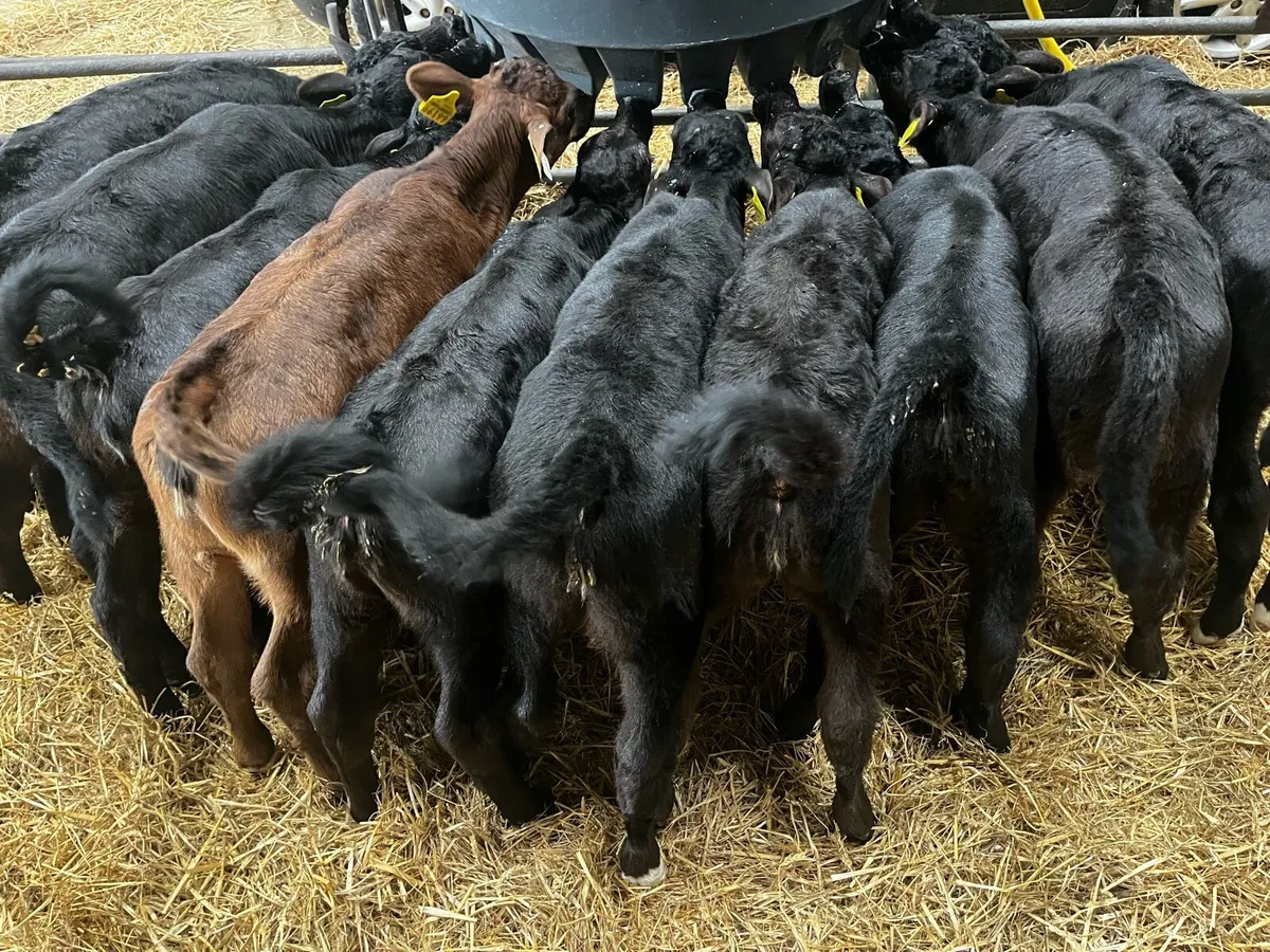 AAX heifer calves - Image 2