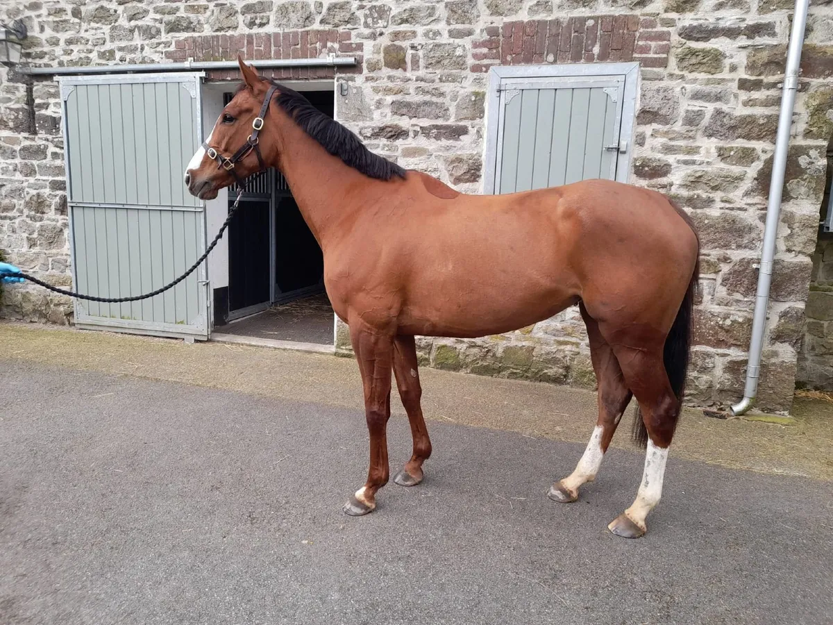 5 YO mare by Leading Light x Karla Paola - Image 1