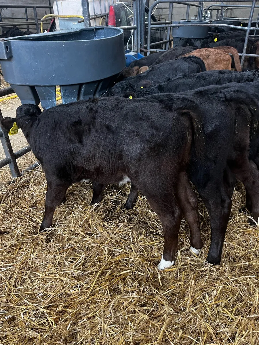 AAX heifer calves - Image 4