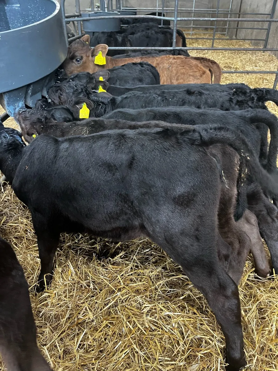 AAX heifer calves - Image 1