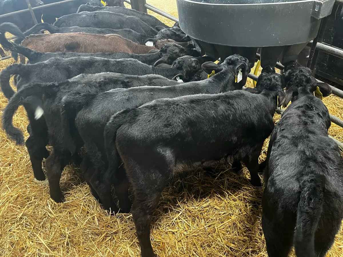 AAX heifer calves - Image 3