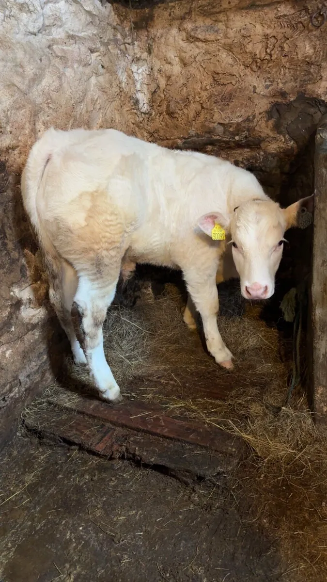 CH Bull and LM Heifer - Image 2