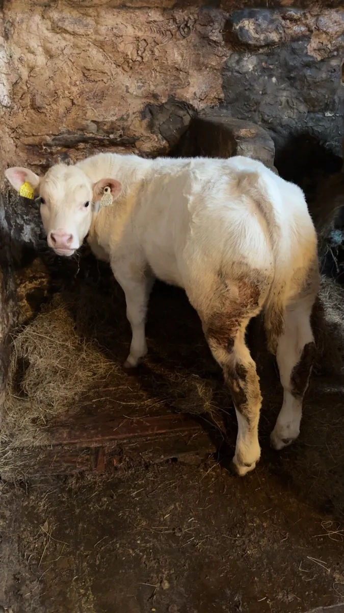 CH Bull and LM Heifer - Image 1