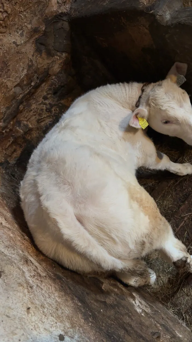 CH Bull and LM Heifer - Image 4