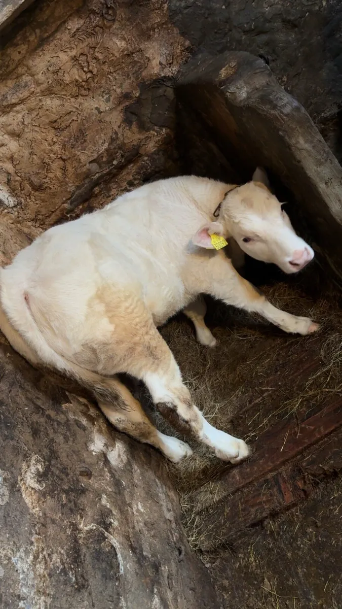 CH Bull and LM Heifer - Image 3