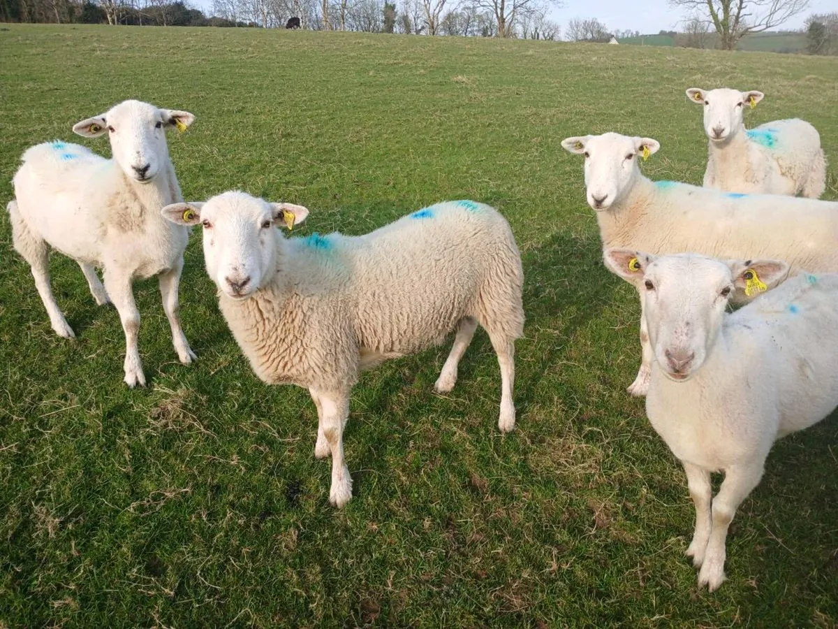 Easycare hoggets - Image 2