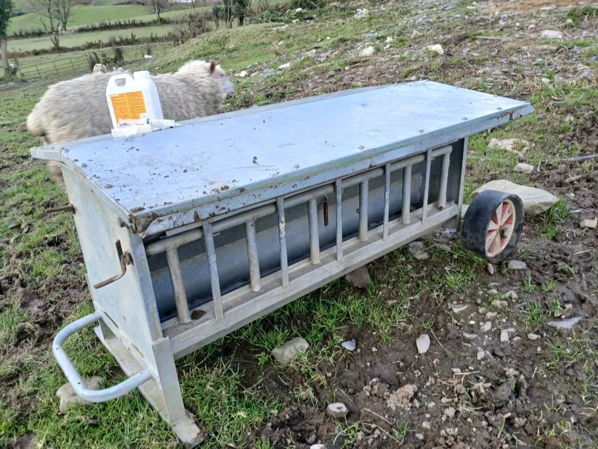 Easycare hoggets - Image 3