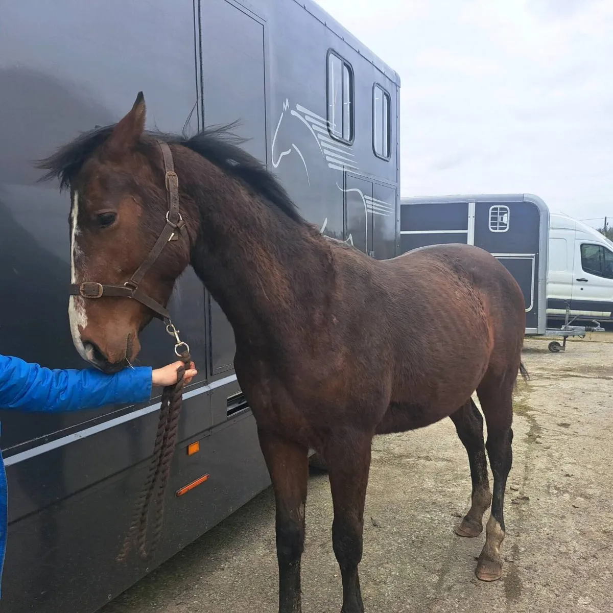 2 year old - Image 2