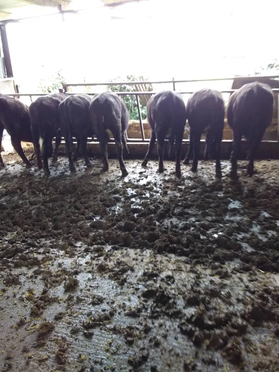 Angus heifers - Image 3