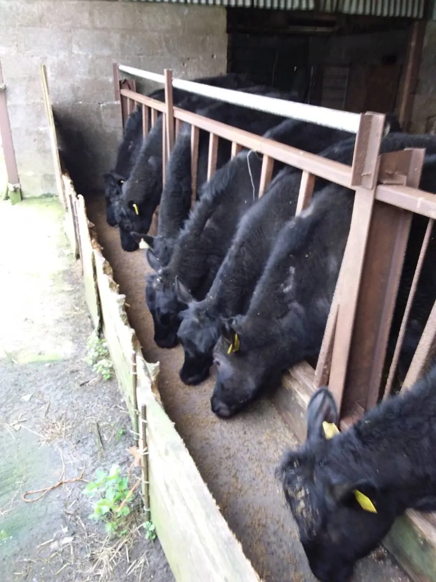Angus heifers - Image 4