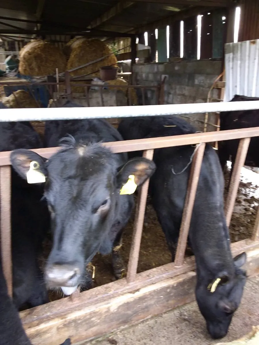 Angus heifers - Image 1