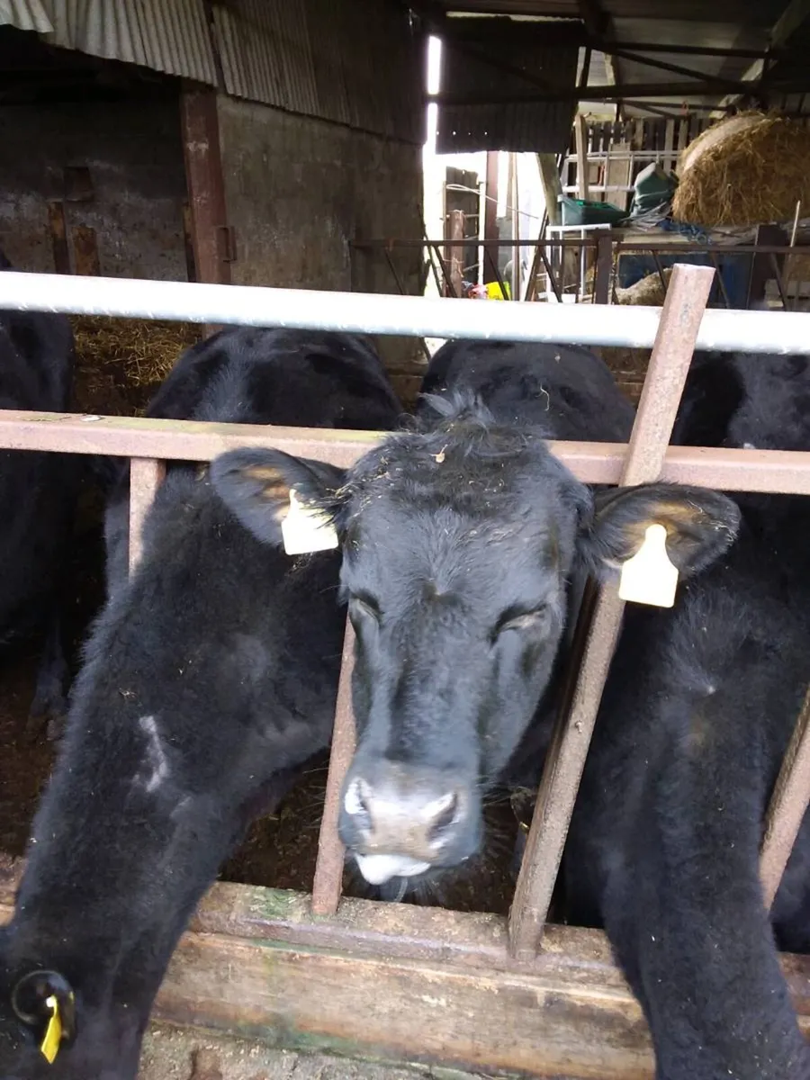 Angus heifers - Image 2