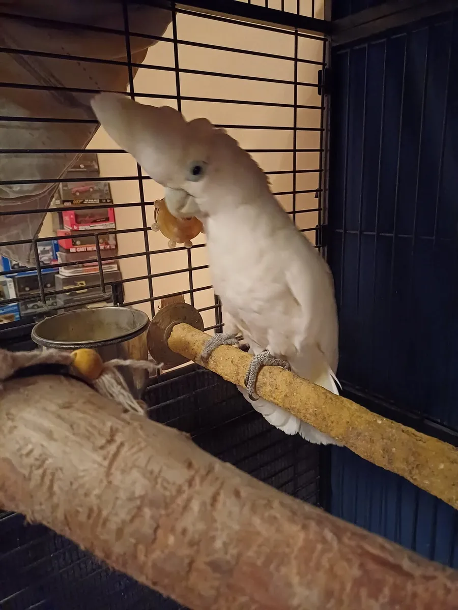 Male cockatoo - Image 1