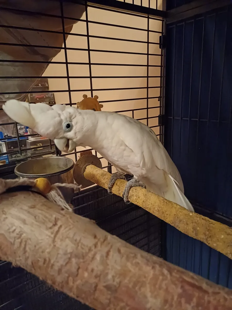Male cockatoo - Image 2