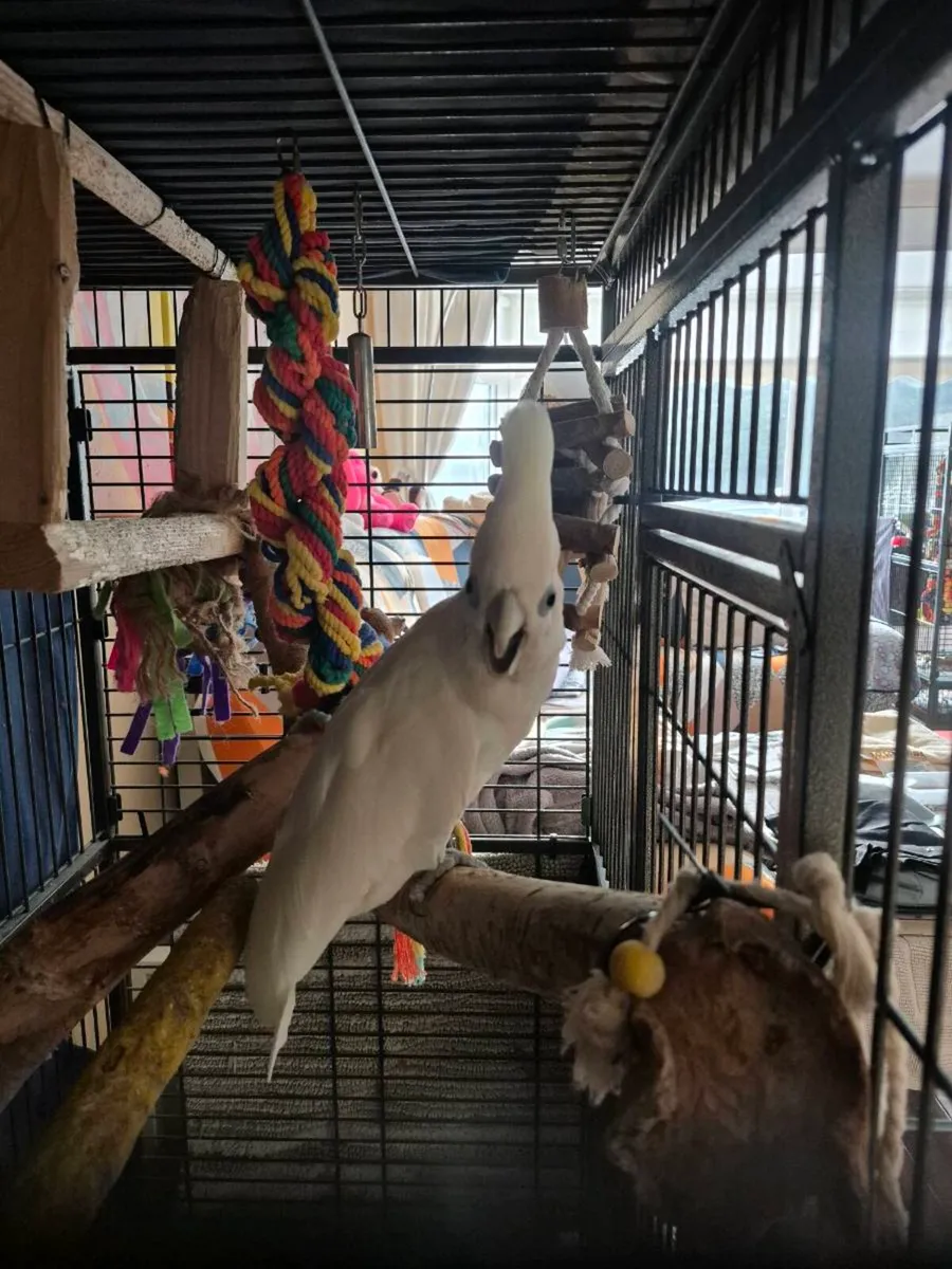 Male cockatoo - Image 3