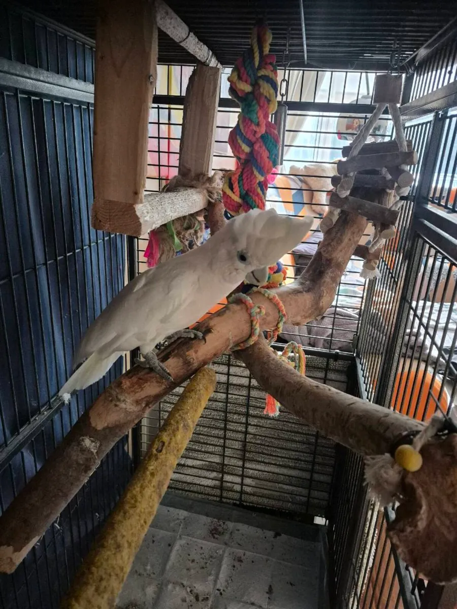 Male cockatoo - Image 4