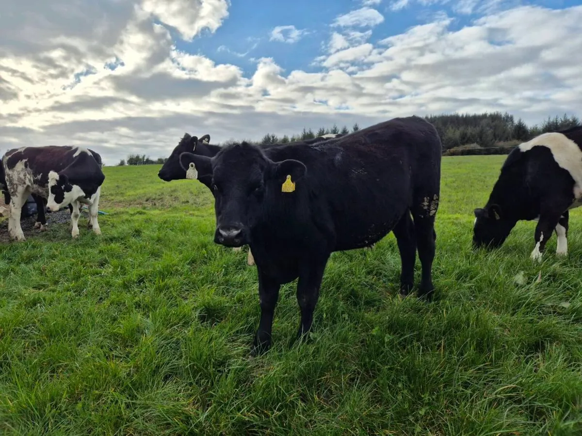 Grass Cattle - Image 1