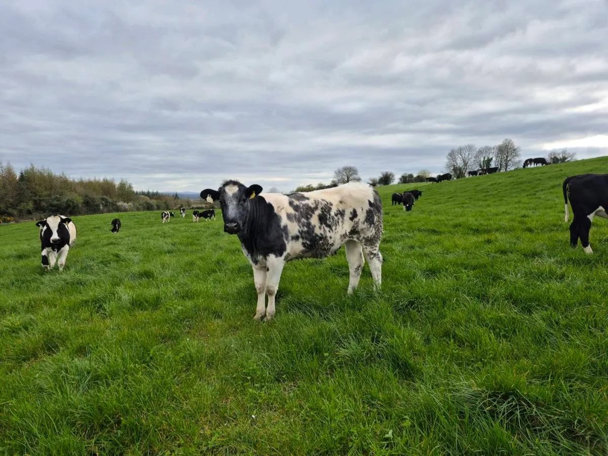 Grass Cattle - Image 3