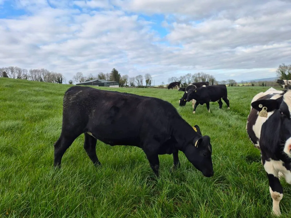 Grass Cattle - Image 4