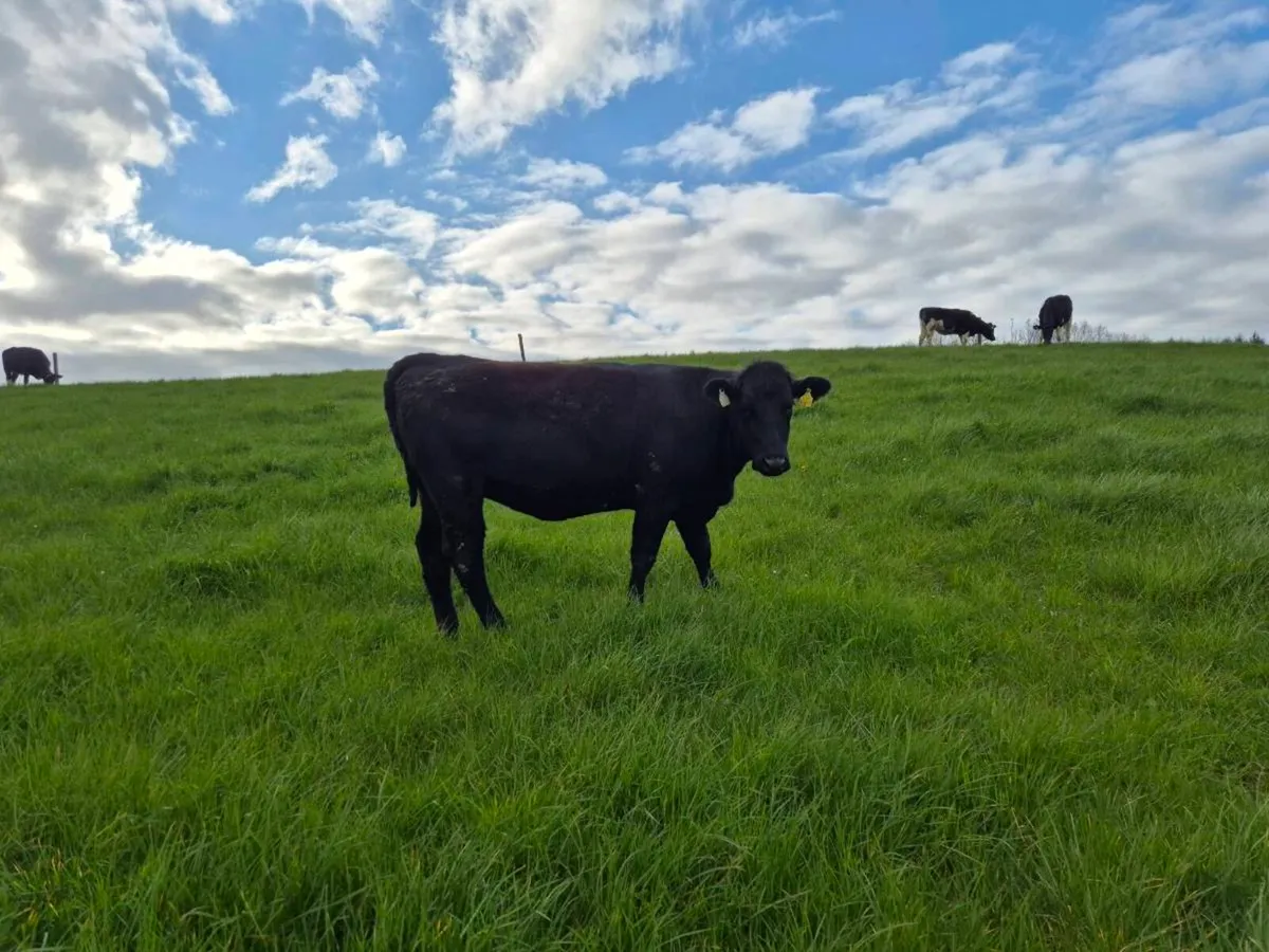 Grass Cattle - Image 2