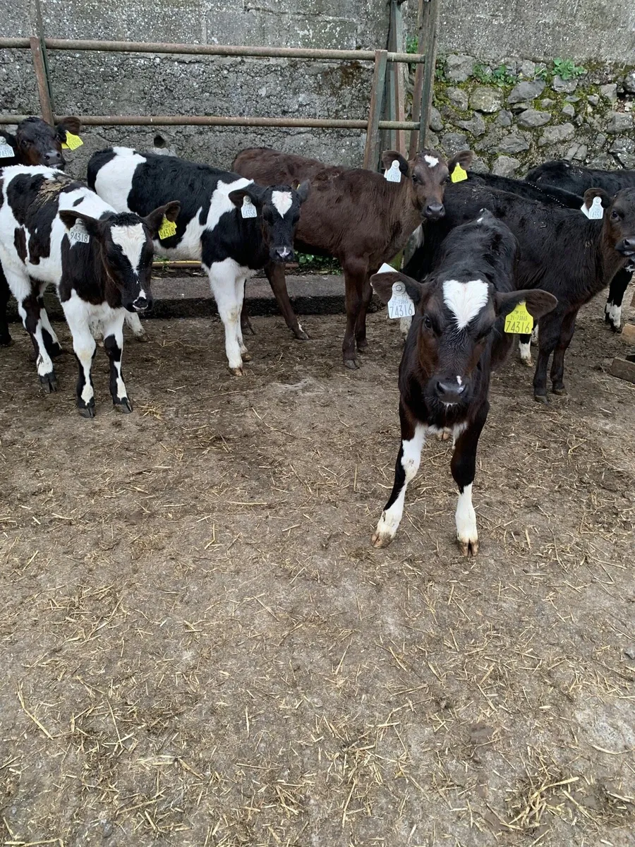 Friesian calves - Image 1