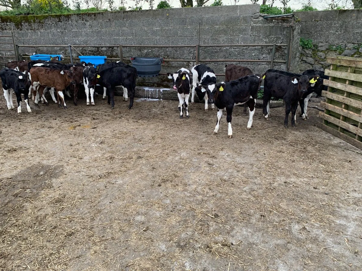 Friesian calves - Image 3