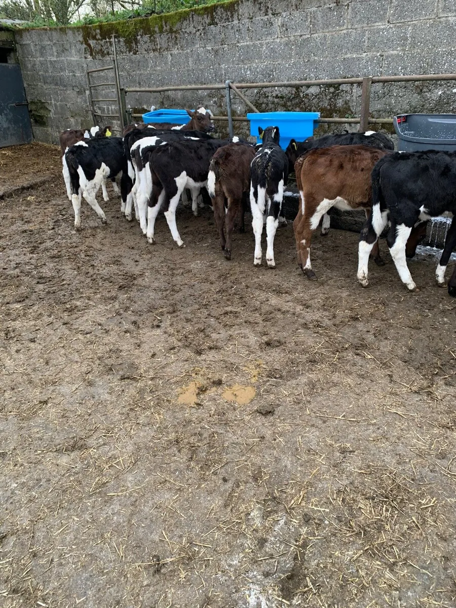 Friesian calves - Image 2