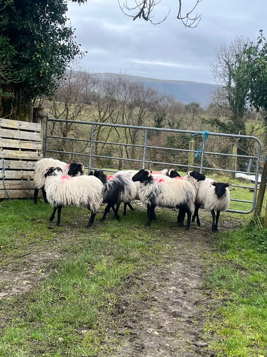 Organic Horned hogget ewes - Image 2