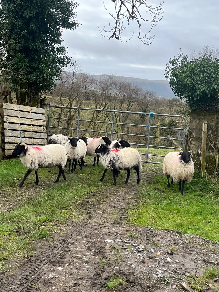 Organic Horned hogget ewes - Image 3