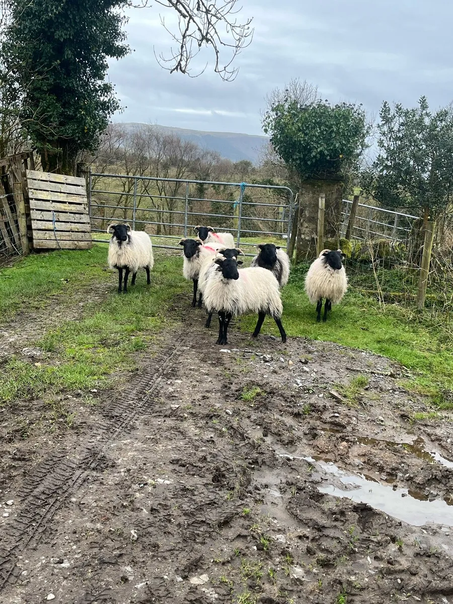 Organic Horned hogget ewes - Image 4