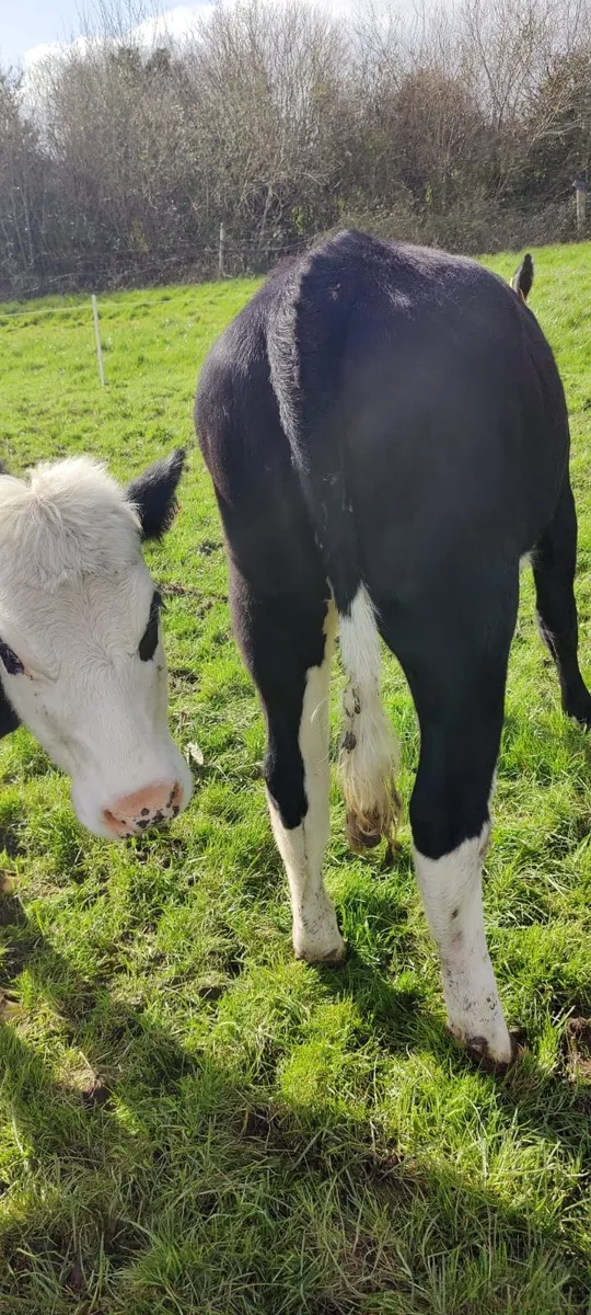Store Heifers in Tullamore Mart - Thursday 2nd - Image 2