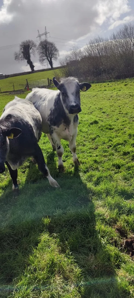 Store Heifers in Tullamore Mart - Thursday 2nd - Image 1