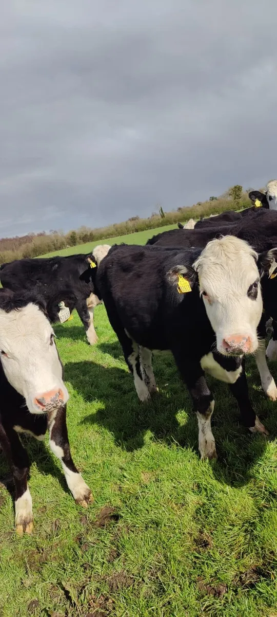 Store Heifers in Tullamore Mart - Thursday 2nd - Image 3