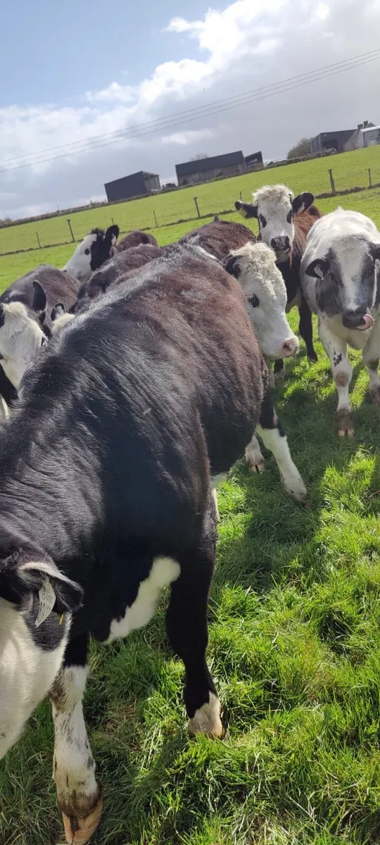 Store Heifers in Tullamore Mart - Thursday 2nd - Image 4
