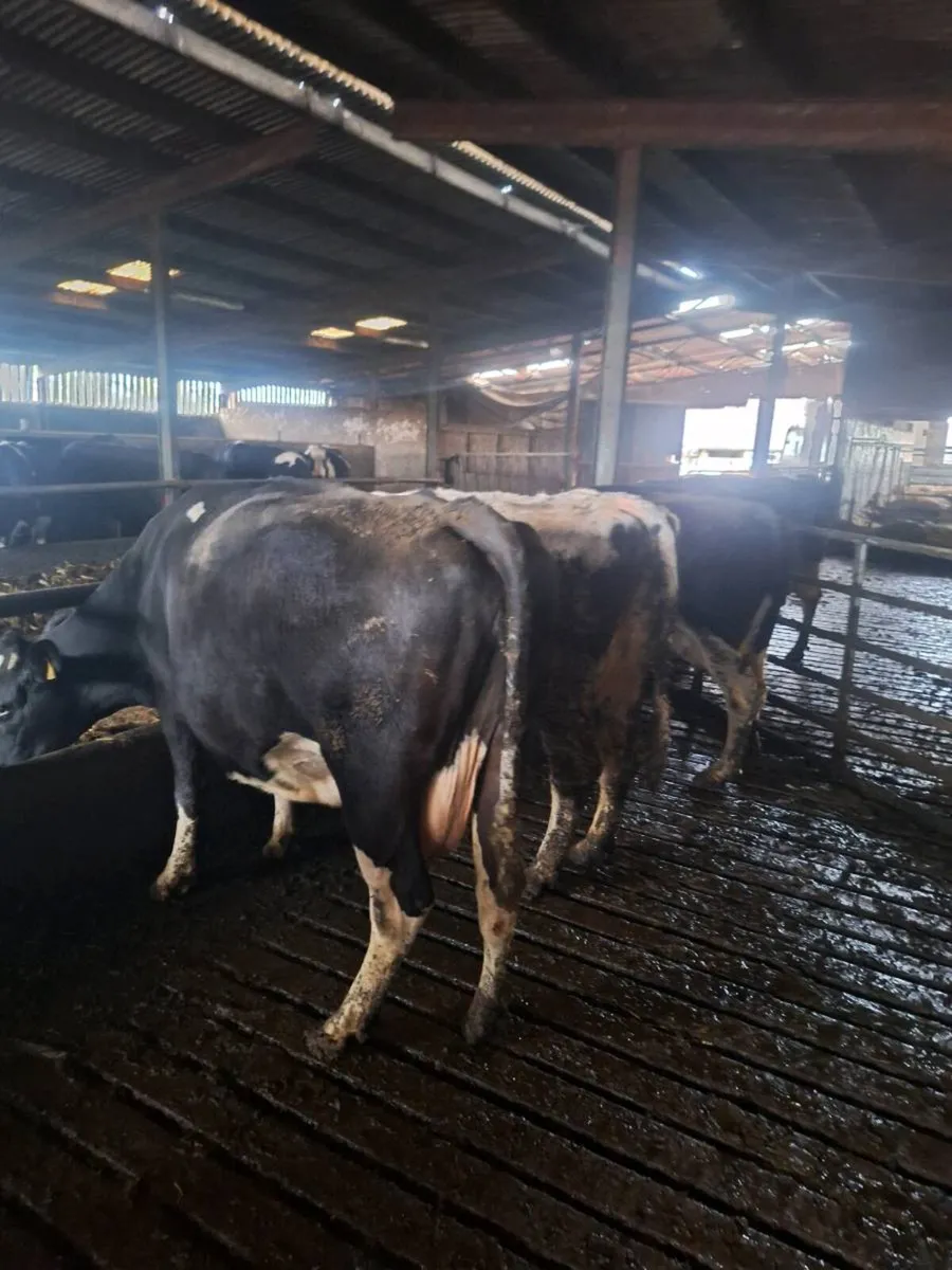 Milky April & May calvers Incalf to AI Beef - Image 2