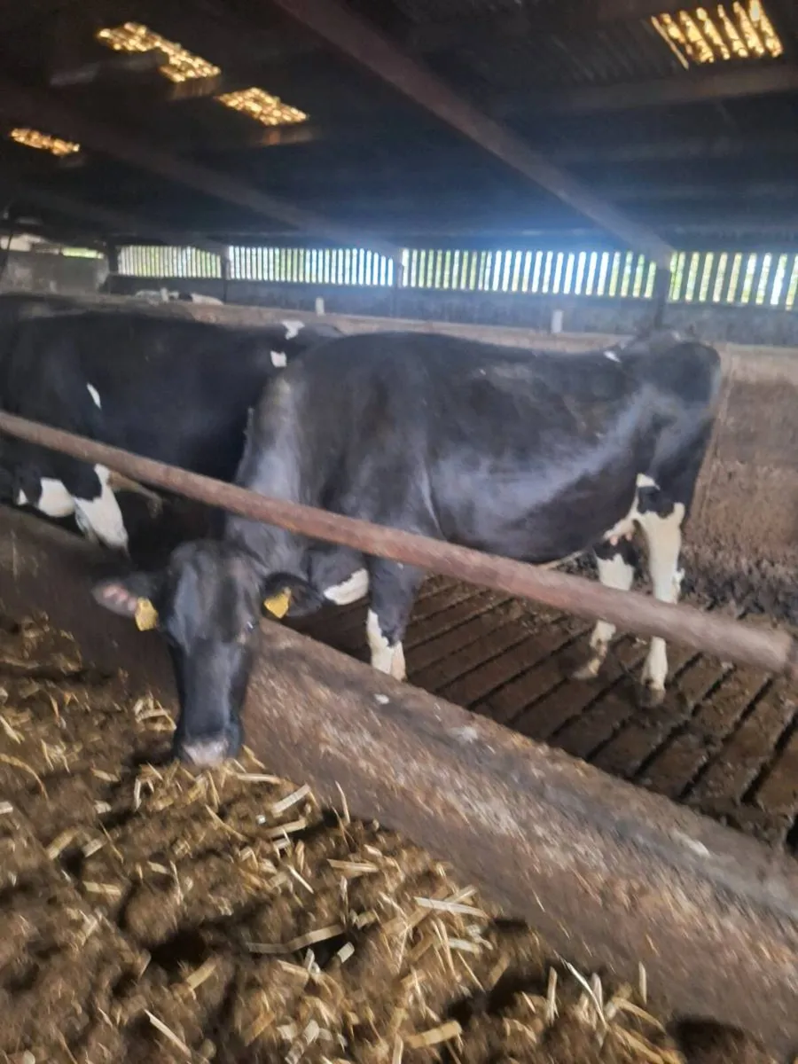 Milky April & May calvers Incalf to AI Beef - Image 3