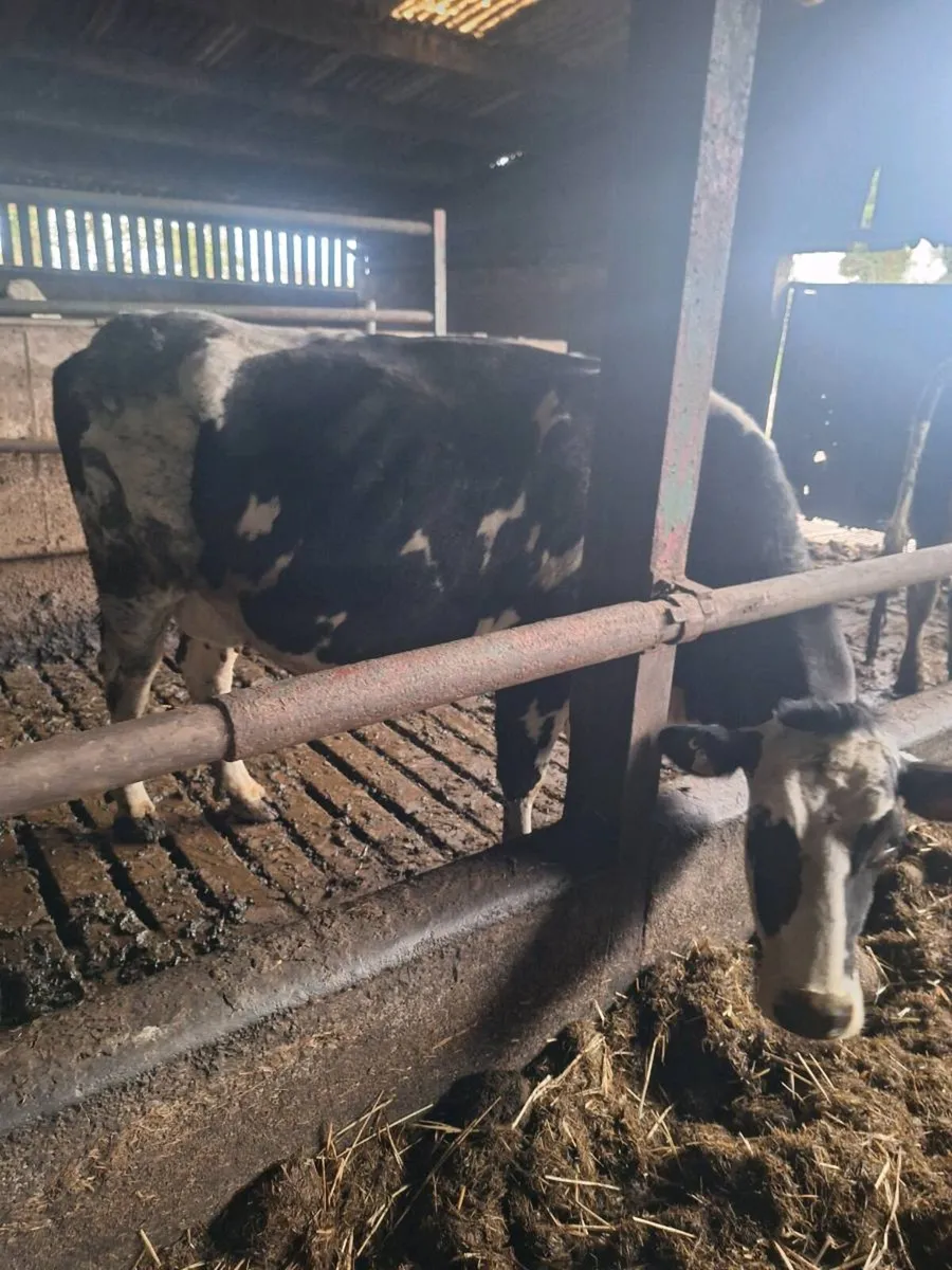 Milky April & May calvers Incalf to AI Beef - Image 4