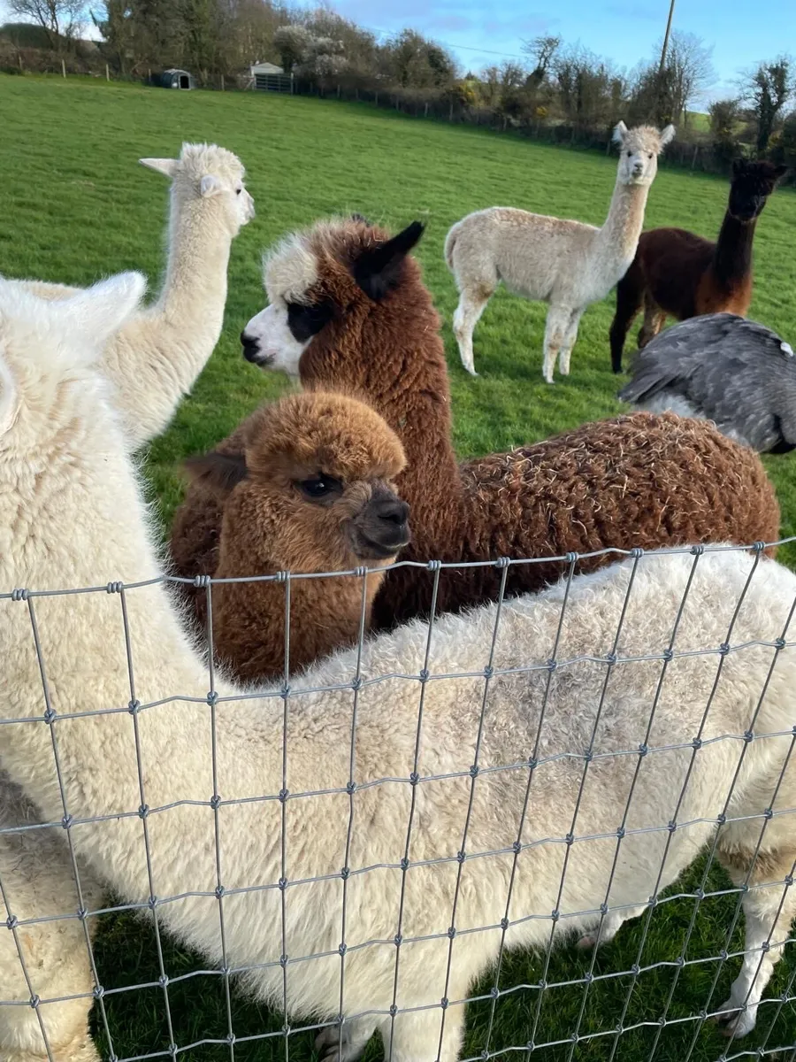 Alpacas - Image 3