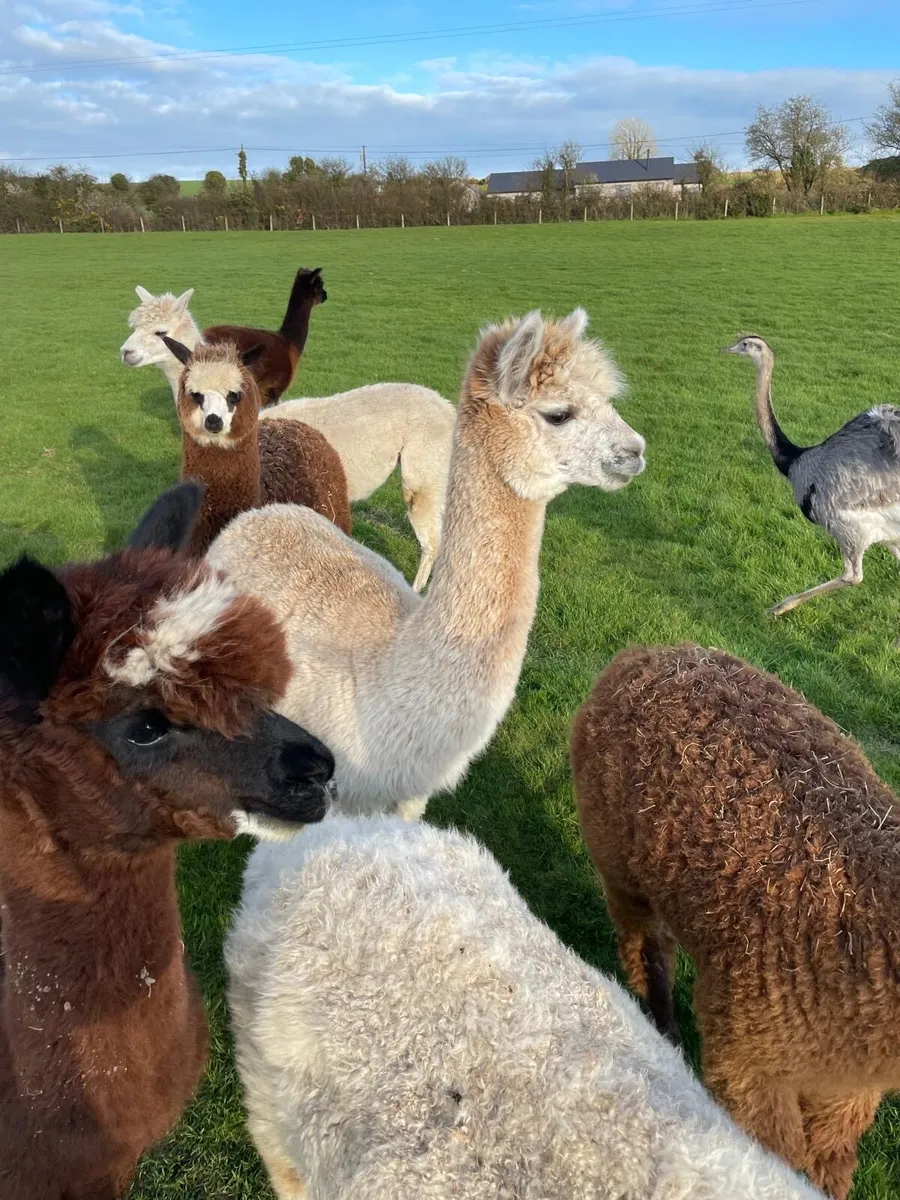 Alpacas - Image 4